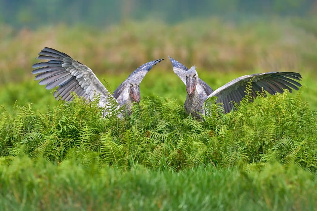 Uganda,Wildlife.,Two,Shoebill,,Balaeniceps,Rex,,Bird,Fight,In,Green