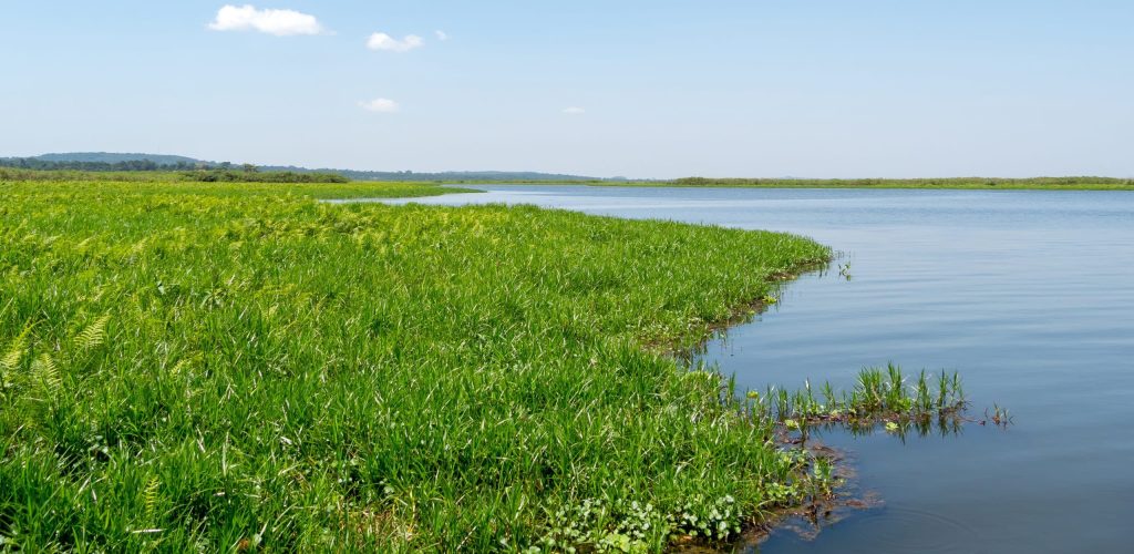 Landscape,Mabamba,Swamp,In,Uganda
