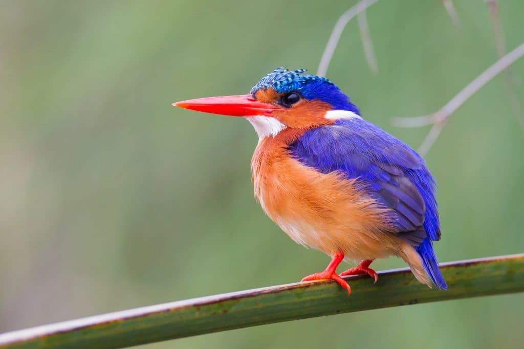 Malachite,Kingfisher,Corythornis,Cristatus,On,Papyrus,At,Mabamba,Swamp,,Near