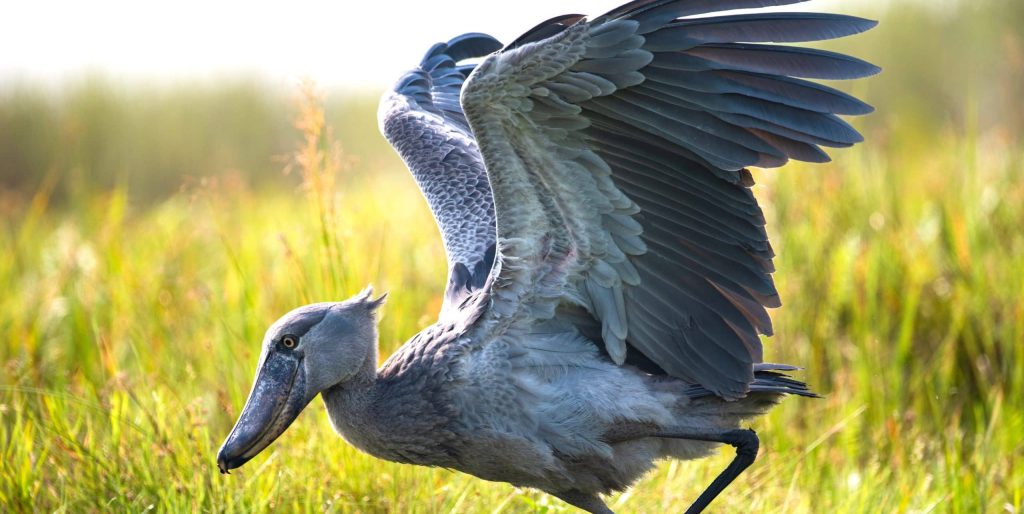 A,Juvenile,Shoebill,Stork,Wades,Through,The,Shallow,Waters,Of