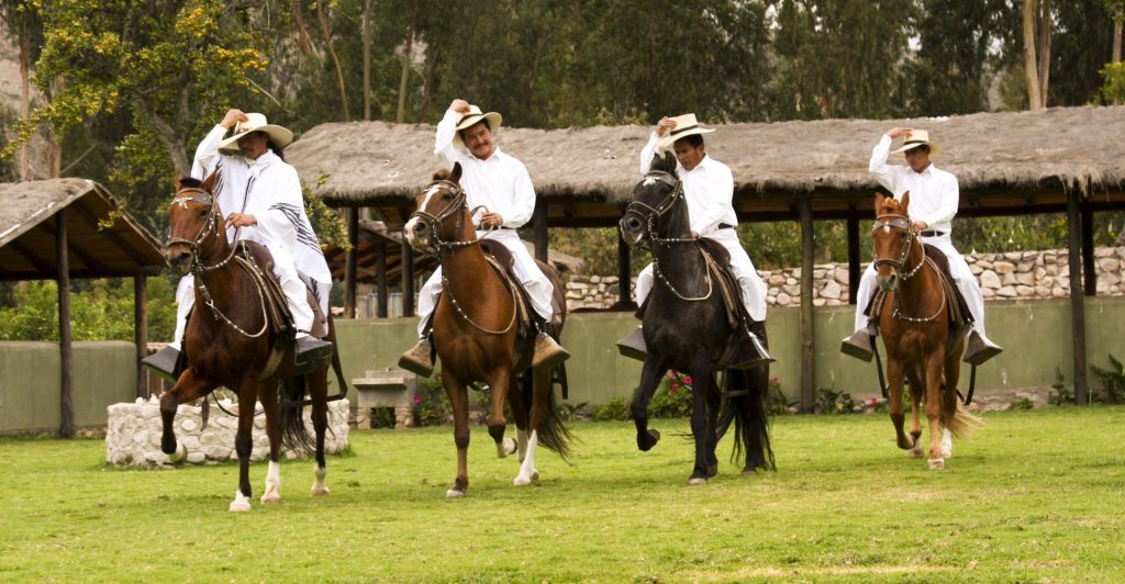 Peruvian,Paso,Horse,Demonstration