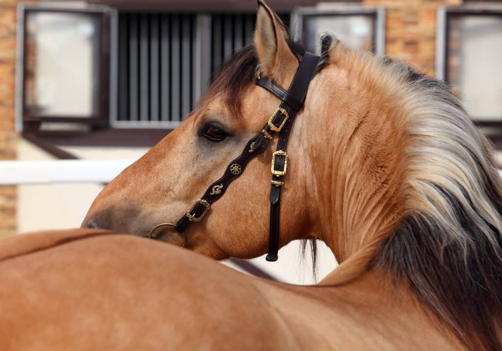 Paso,Fino,Horse,Looks,Back