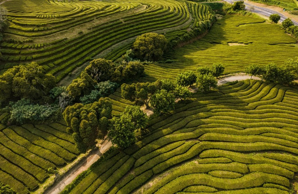 Majestic,Aerial,View,Of,Curved,Tea,Plantations,Lit,By,Sunset