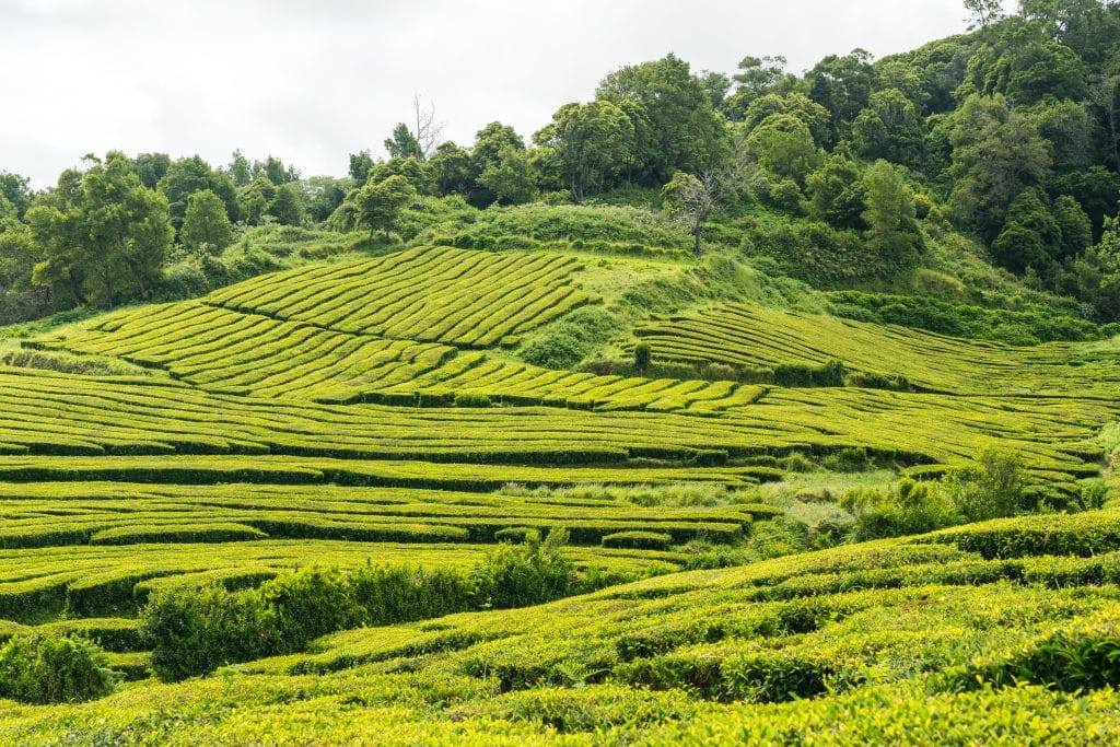 Tea,Plantation,On,Sao,Miguel,Azores