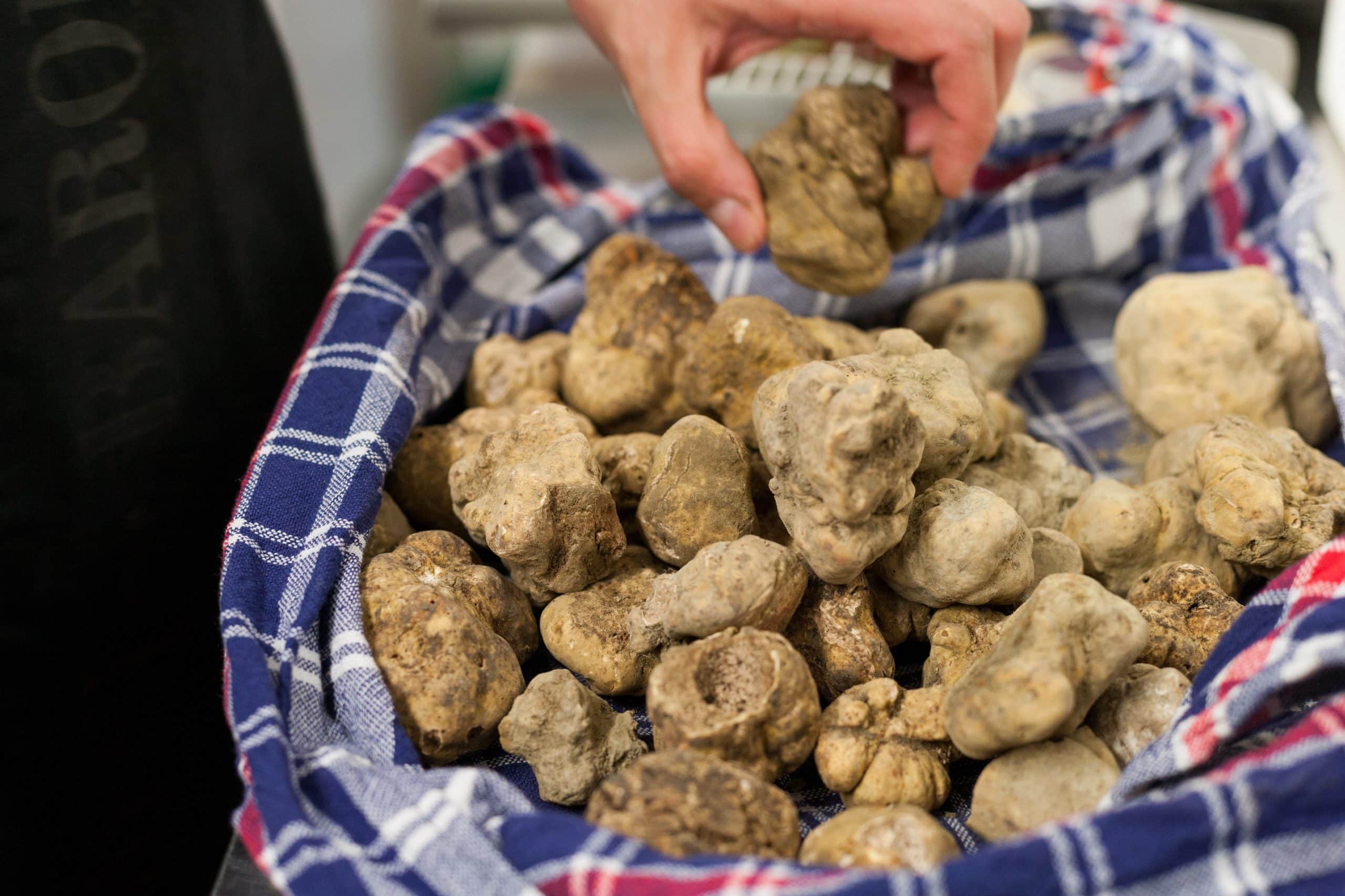 Chasse à la truffe