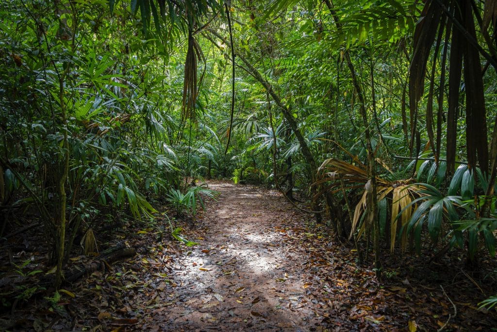 Chemin dans la jungle sur les traces du Monde Perdu de Tikal au Guatemala