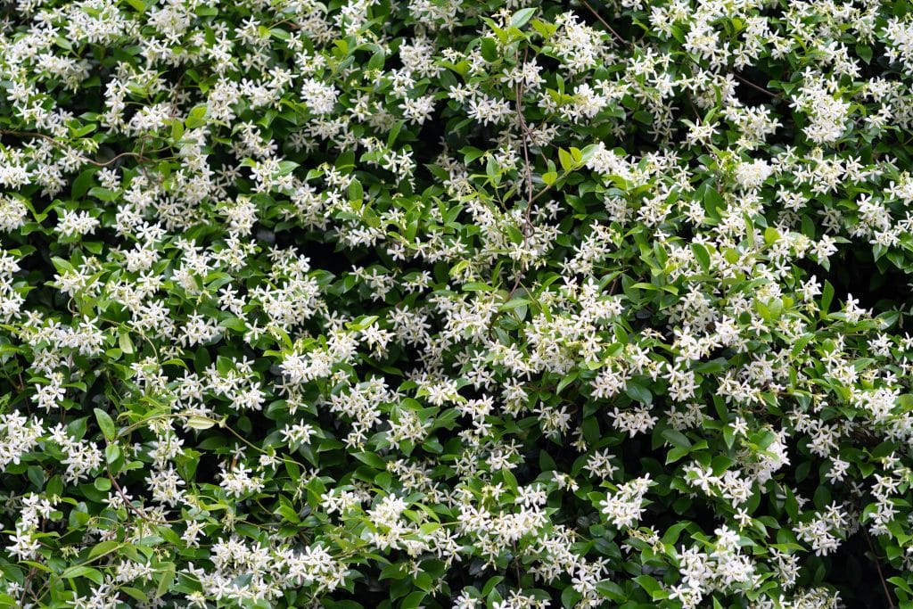 Bushes,Of,Blooming,Scented,Jasminum,Officinale.,Common,Jasmine,During,Flowering