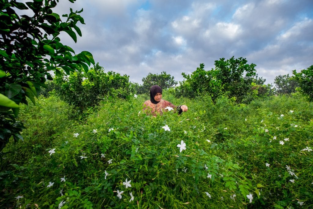 A,Woman,Collects,The,Jasmine,Flower,,Shubra,Balloula,Village,,Qutour
