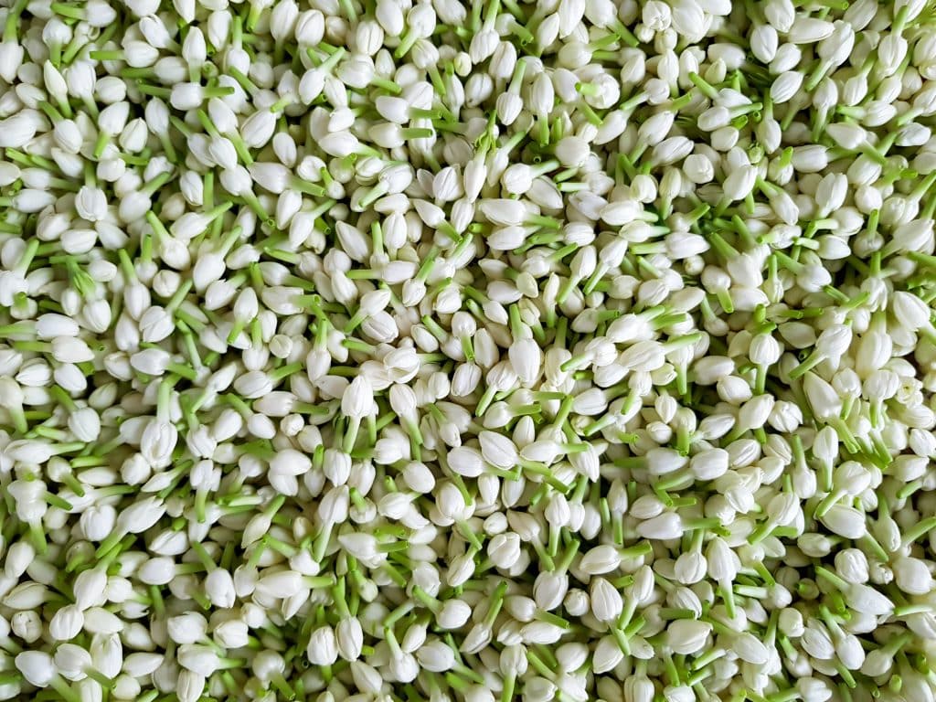 Jasmine,Bud,Flowers,(jasminum,Sambac),Harvest,For,Sale,Or,Used