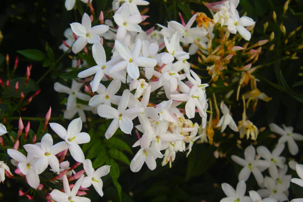 Culture jasmin Egypte plante