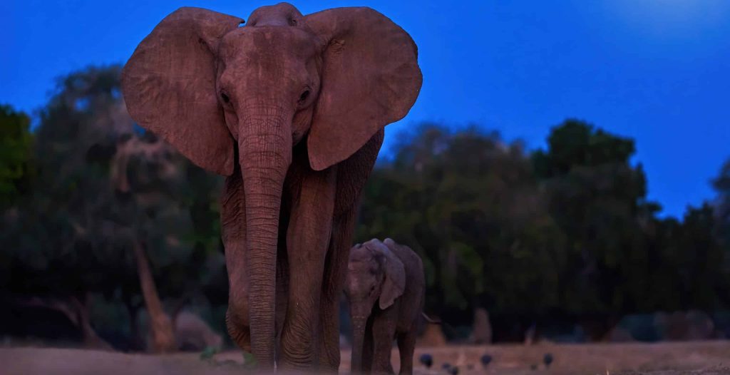Night,Photo,Of,A,Mother,Elephant,With,Her,Calf,Coming