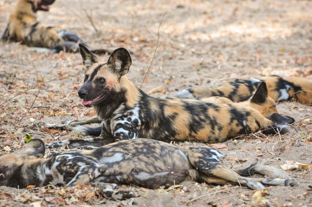 African,Hunting,Dogs,,Resting,After,After,Hunt,In,The,Selous
