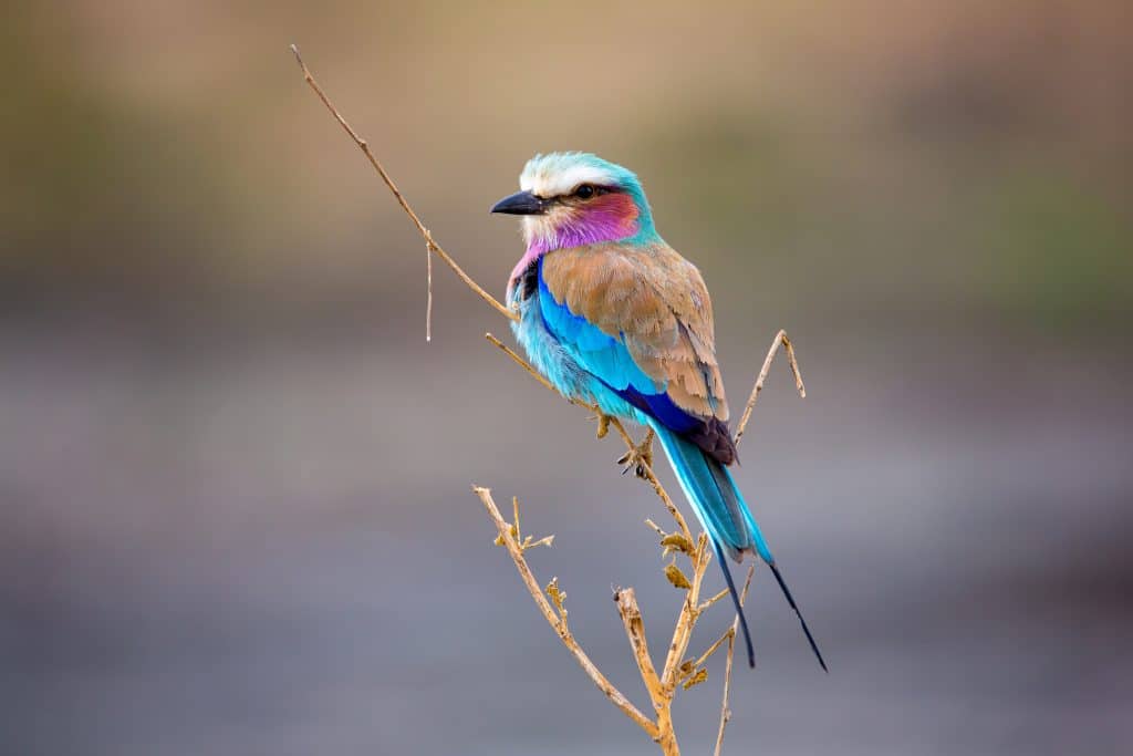Lilac breasted,Roller,Bird,Sitting,On,A,Tree,Branch.,Coracias,Caudatus.