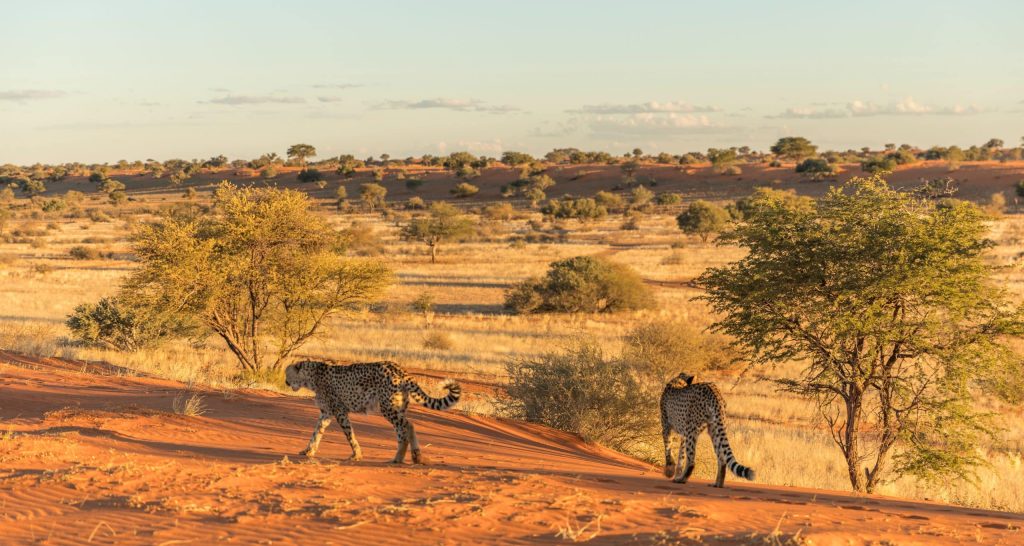 Two,Cheetah,(acinonyx,Jubatus),Walking,Away,,Kalahari,Desert,,Namibia.