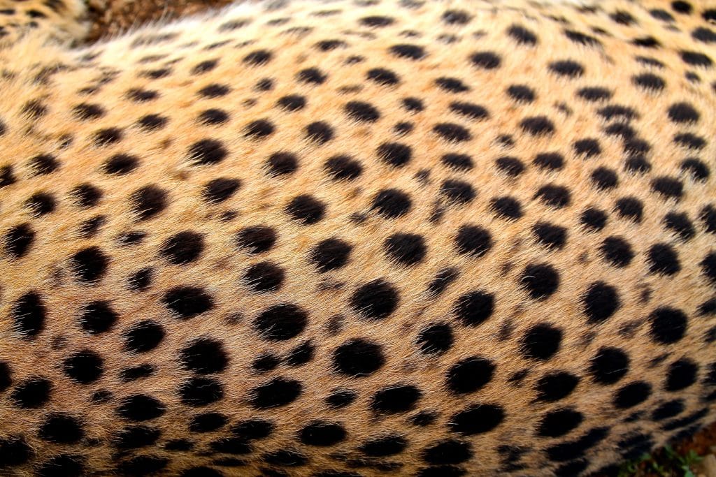 Cheetah,Fur,Texture,Pattern, ,Spots
