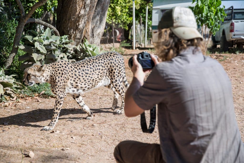 Photographing,Cheetah,In,Africa