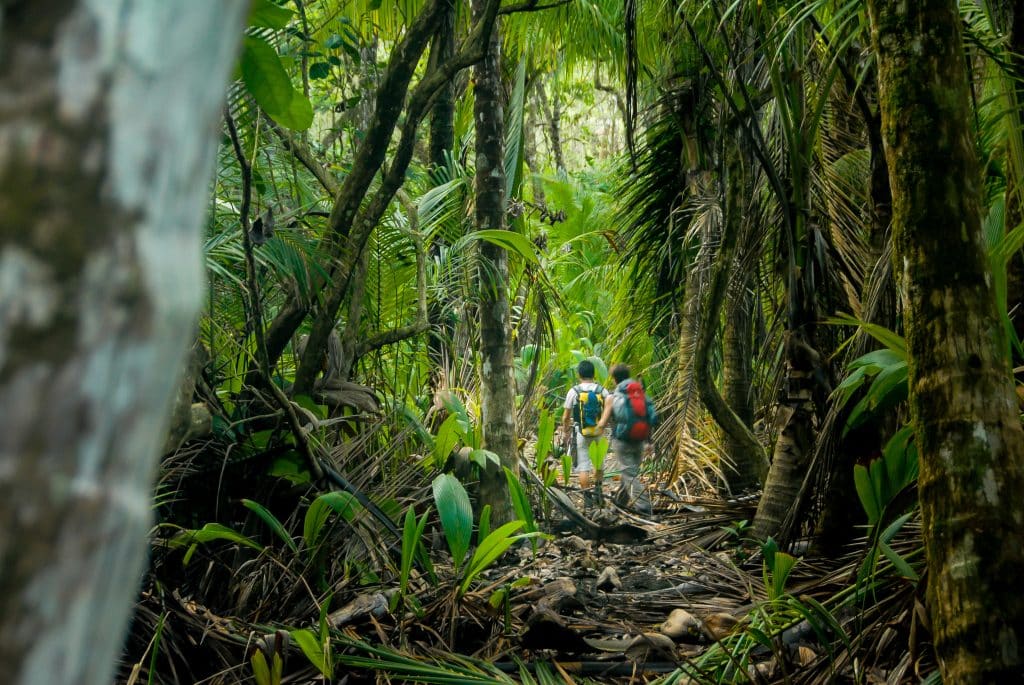 Two,Hikers,Make,Their,Way,Through,The,Thick,Jungle,Of