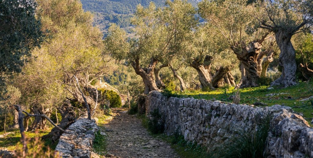 Hiking,Through,The,Gnarled,Olive,Trees,Of,The,Tramuntana,From