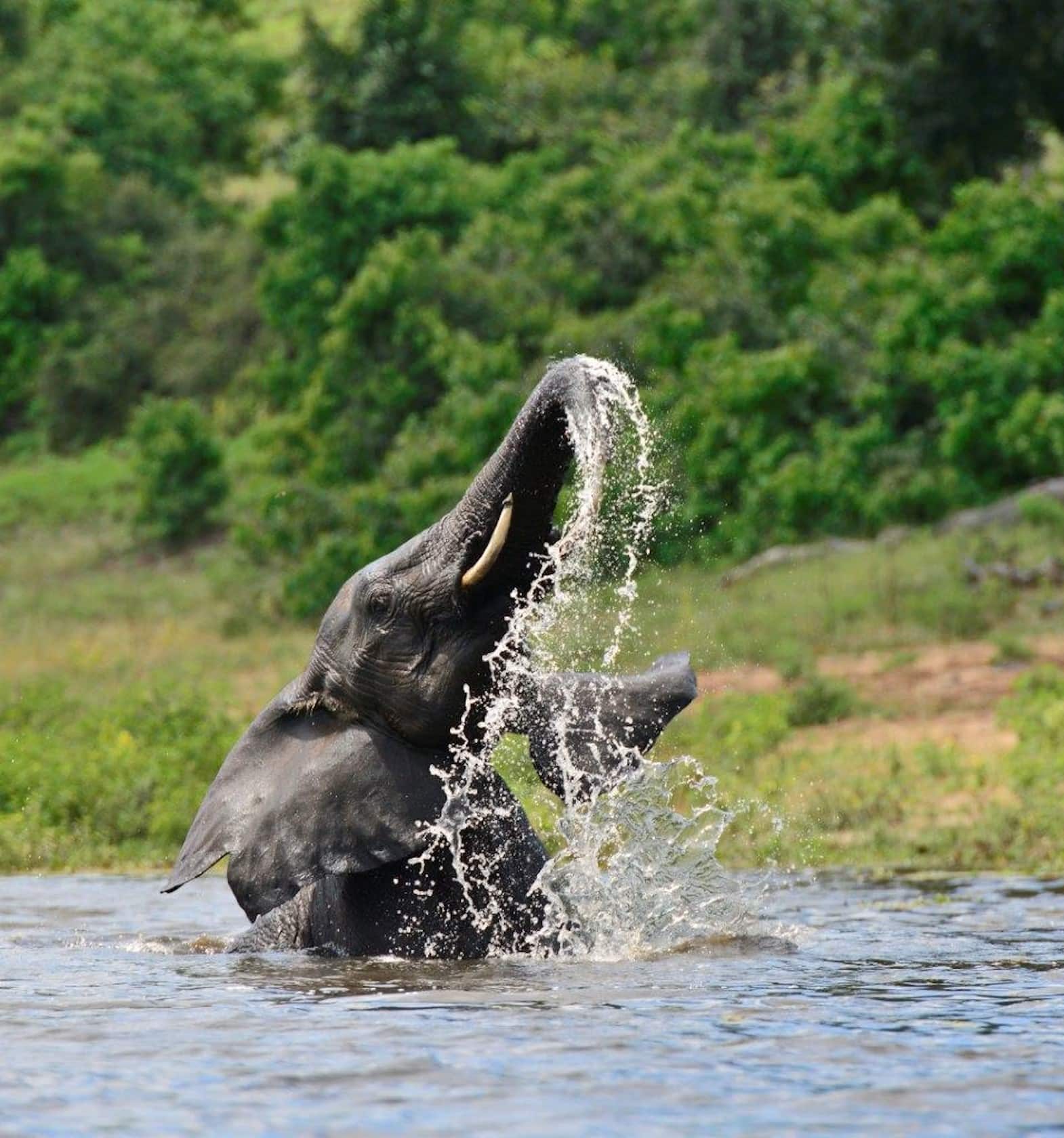 Elephant du Parc National de Chobe Zambezi Queen by Mantis Botswana