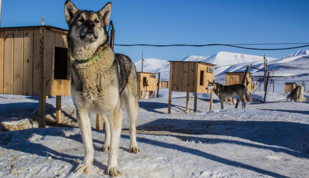 Husky,Sleigh,Teams,In,Svalbard,Arctic