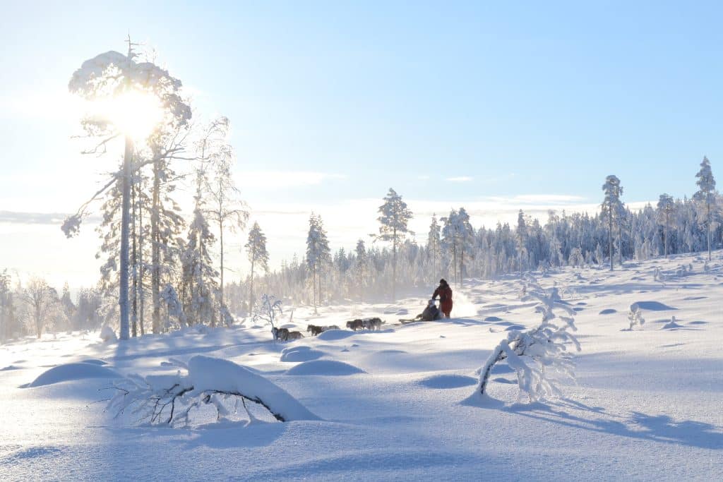 Sledge,In,Lapland