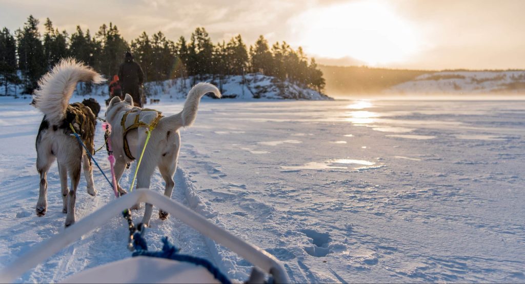 Dogsledding,In,A,Winter,Landscape,In,Norway,With,Husky,Dogs.