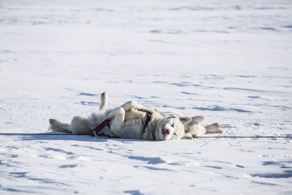 Expédition chiens de traineaux Norvège chien