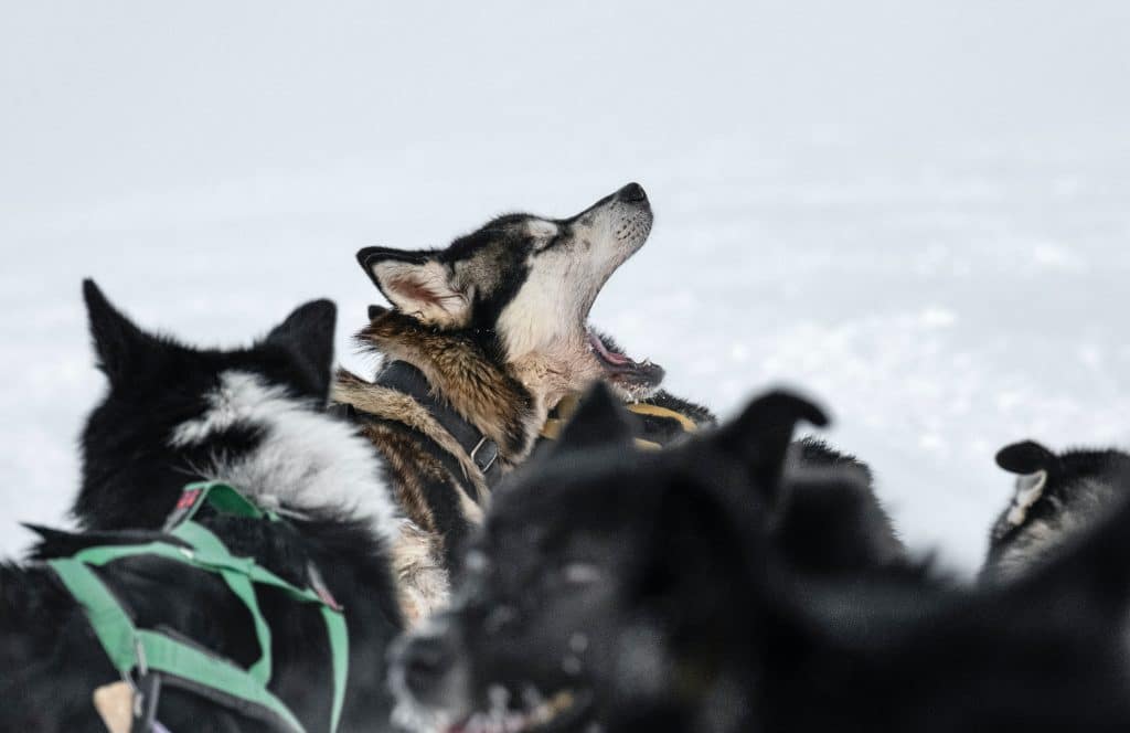Expédition chiens de traineaux Norvège chien qui baille
