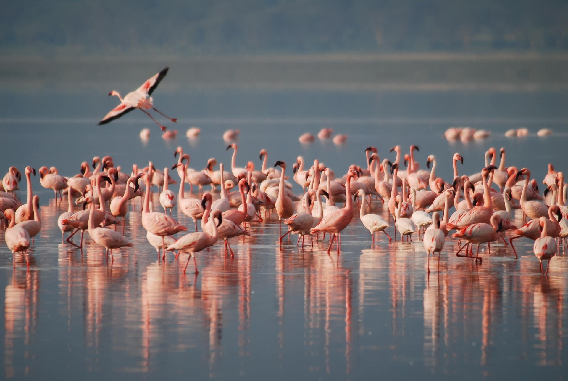 Faro Capo Spartivento Italie flamant rose