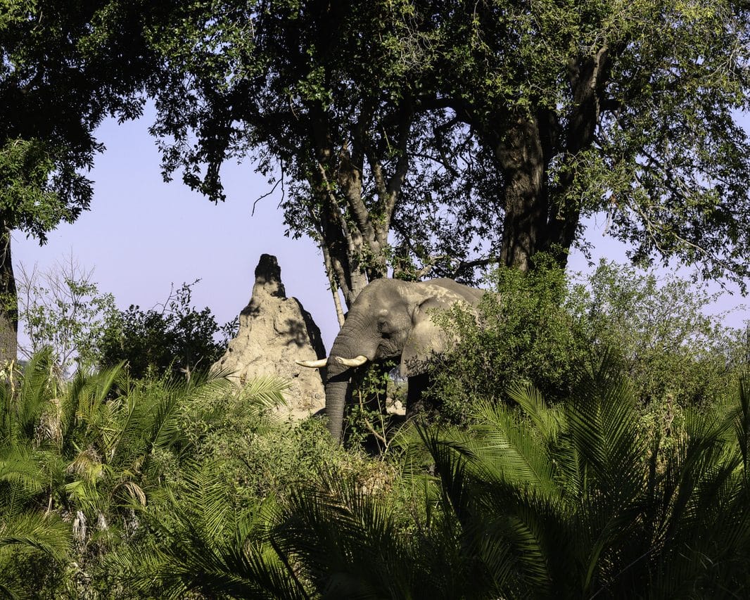 Jao Camp Botswana elephant
