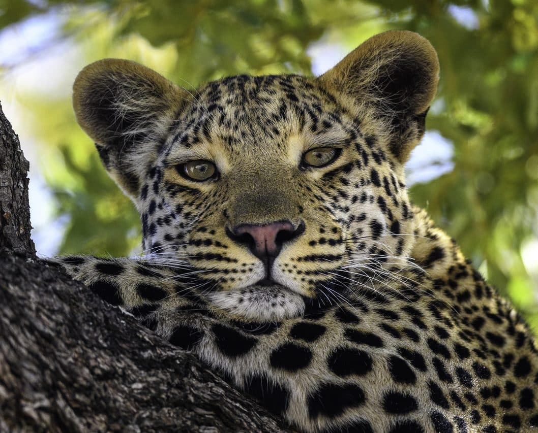 Jao Camp Botswana léopard