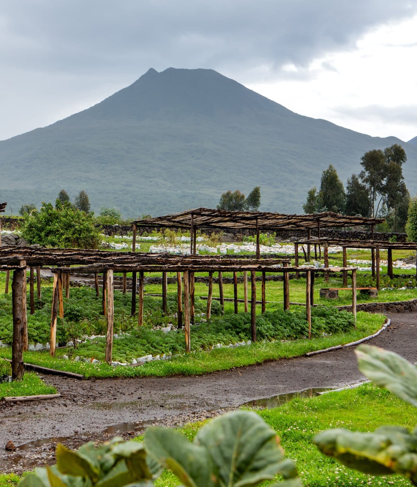 Jardin et parc national des volcans en fonds Singita Kwitonda Lodge Rwanda