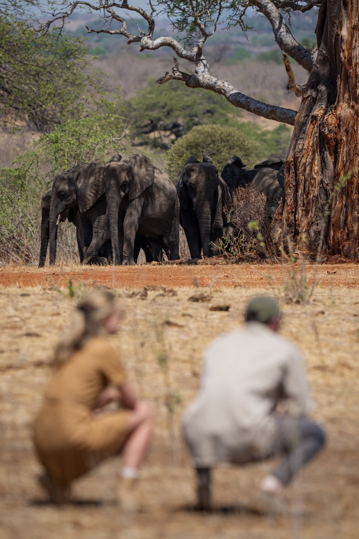 Jongomero camp tanzanie elephant