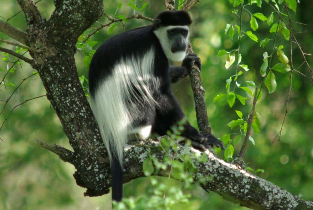 Kyaninga lodge ouganda singe