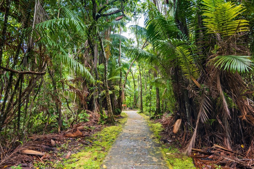 Bako,National,Park,Rainforest,Jungle,Trekking,Path,,In,Kuching,,Borneo,