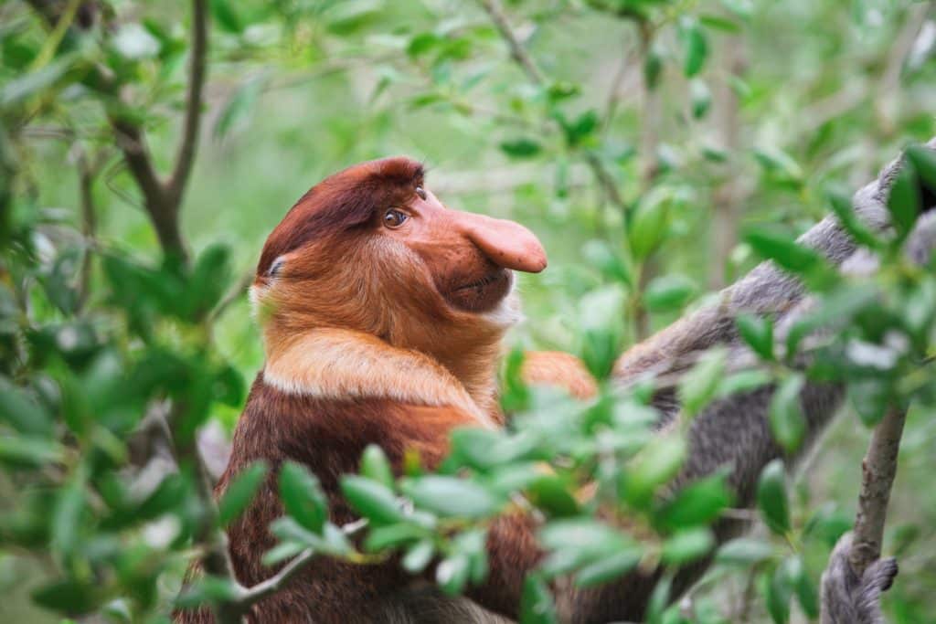 Long,Nosed,In,Bako,National,Park,malaysia