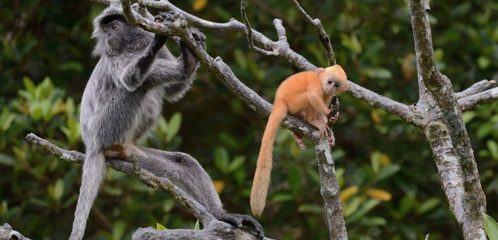 Mother,And,Child,Of,Silvered,Leaf,Monkey