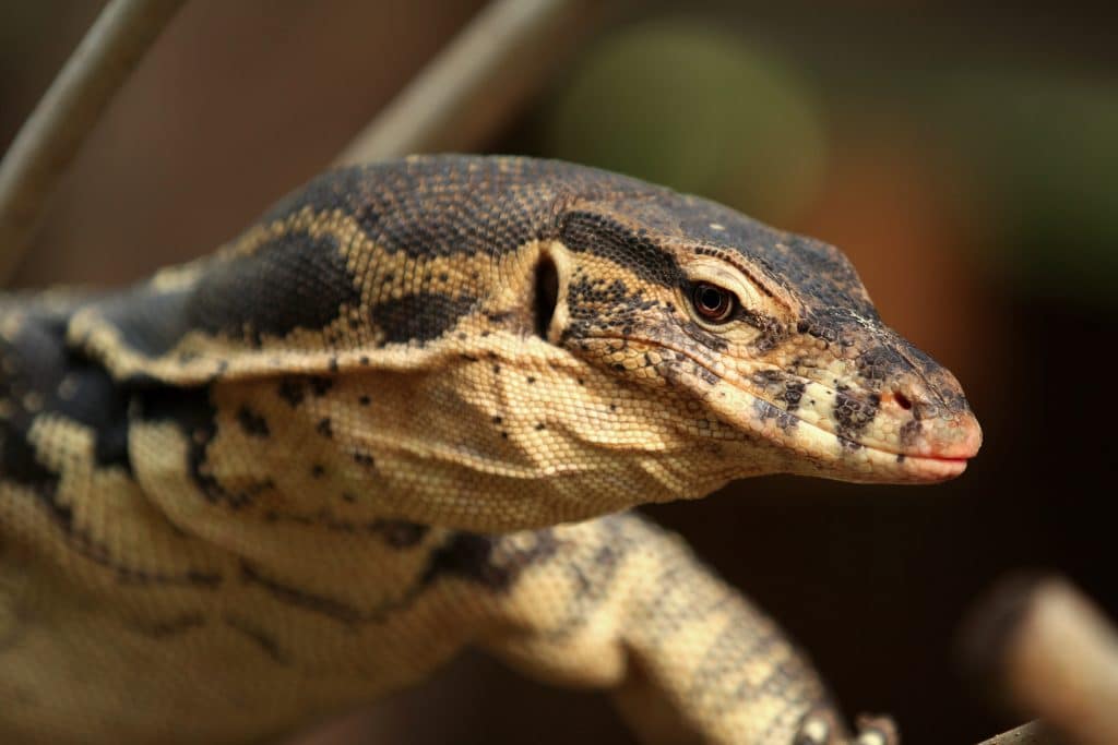 The,Asian,Water,Monitor,(varanus,Salvator),,Also,Called,Common,Water