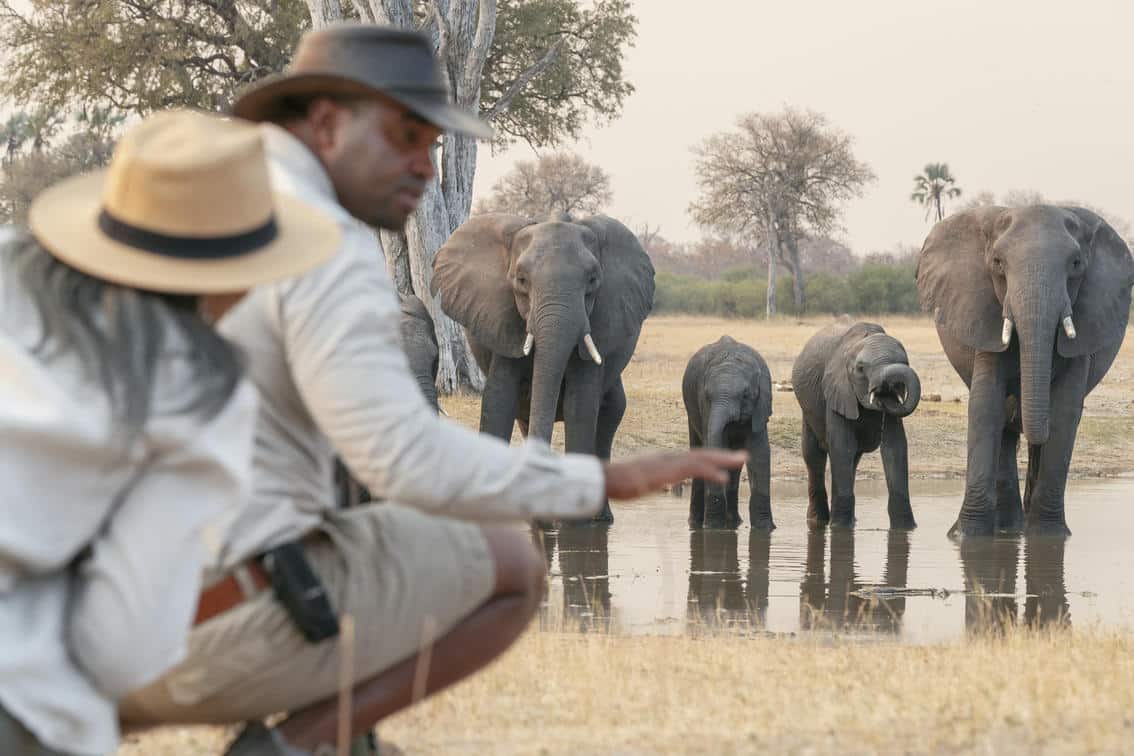 Linkwasha Zimbabwe safari