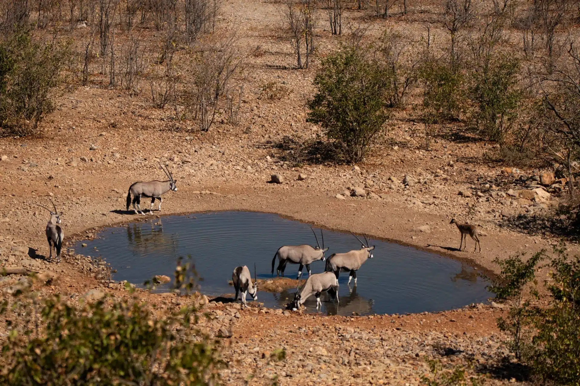 Little Ongava Namibie antilopes