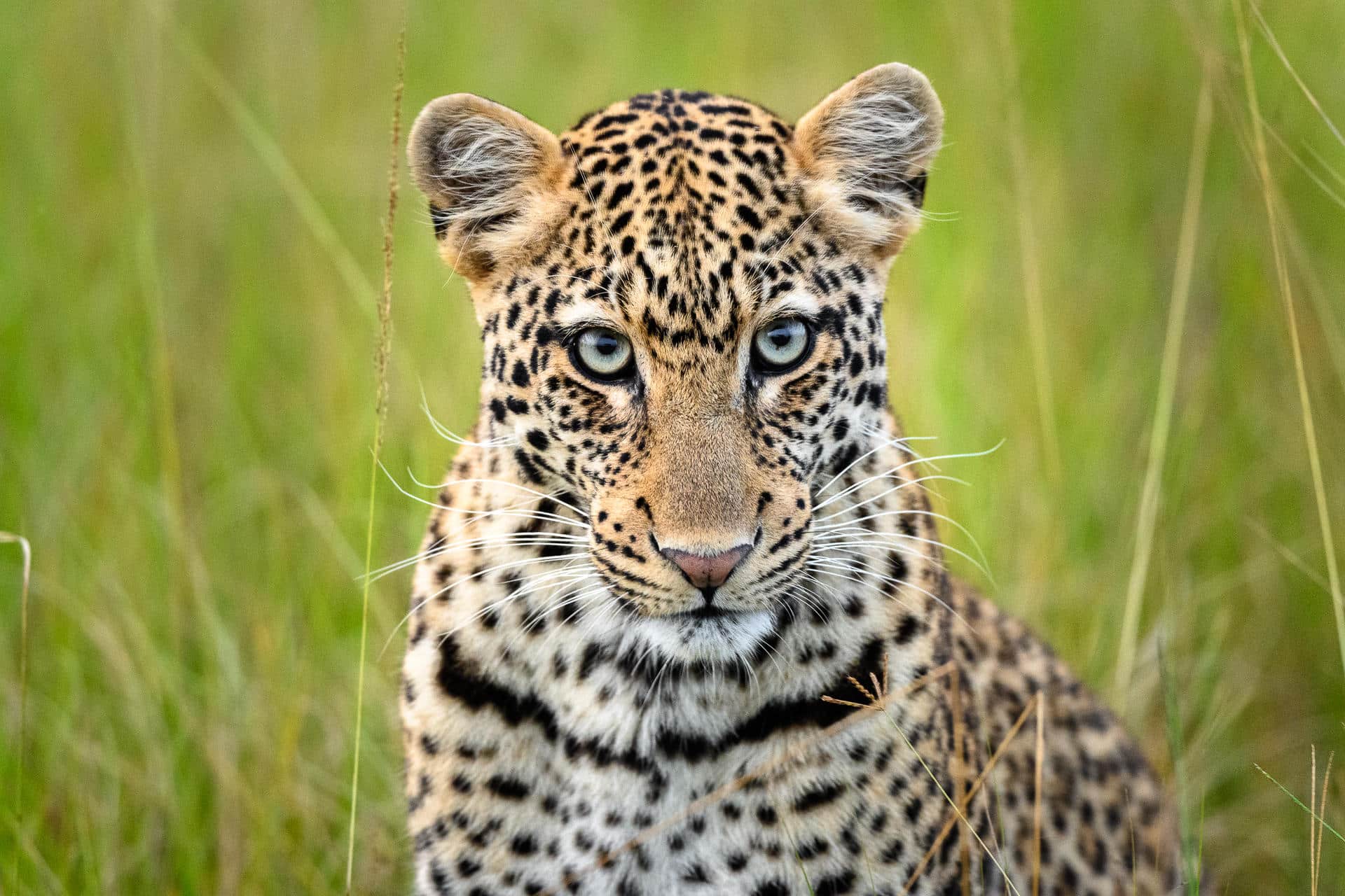 Magashi camp rwanda léopard