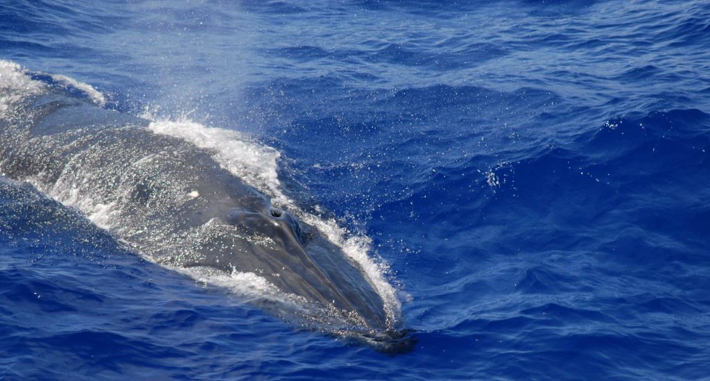 Majorque au fil de l'eau Majorque baleine