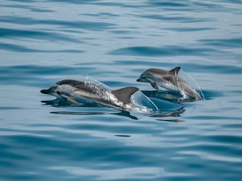 Majorque au fil de l'eau Majorque dauphins bleu et blanc