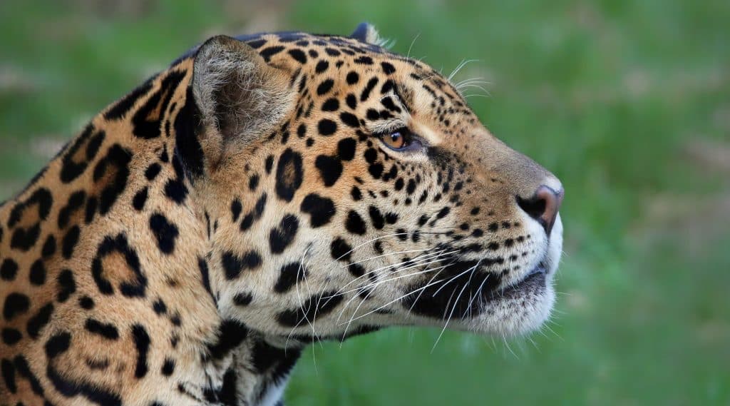 Portrait,View,Of,A,Male,Jaguar,(panthera,Onca)