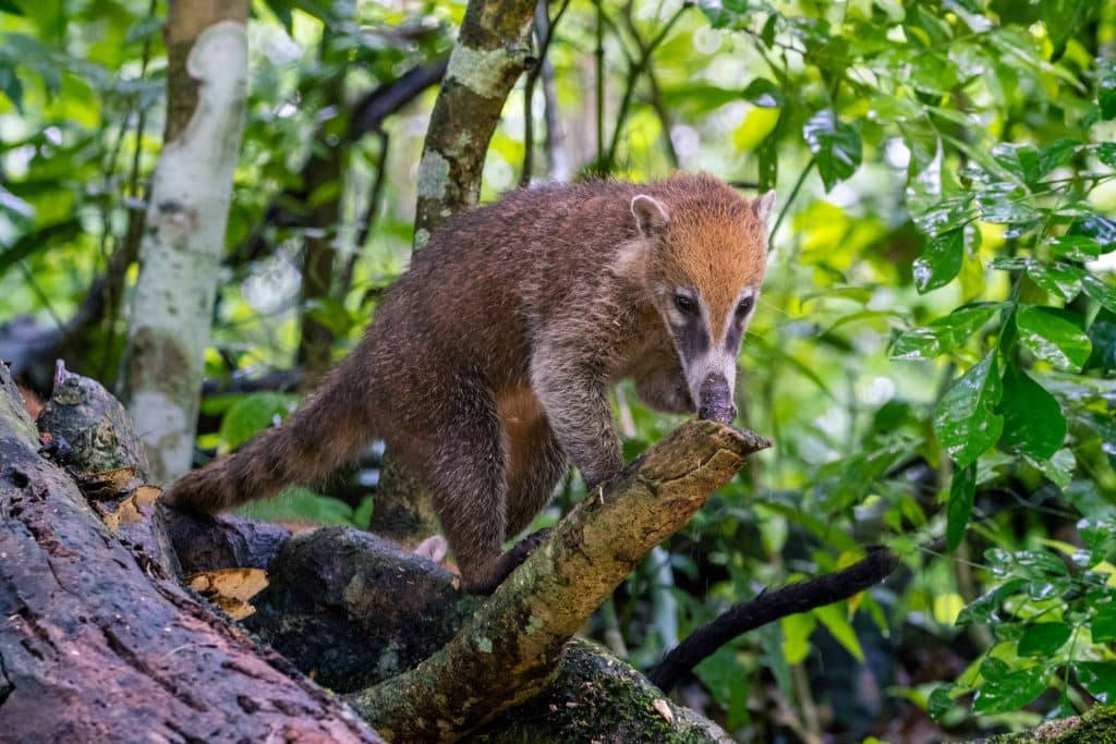 White nosed,Coati, ,Also,Known,As,Coatimundi,Or,Pizote,Or