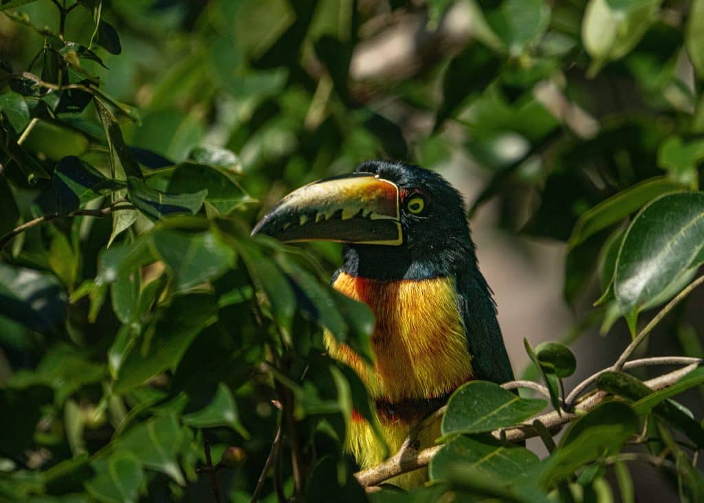 Observation d'un toucan sur les traces du Monde Perdu de Tikal