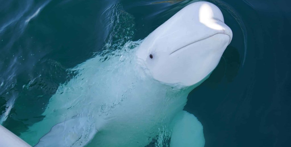 Beluga,Whale,Hvaldimir,In,Northern,Norway