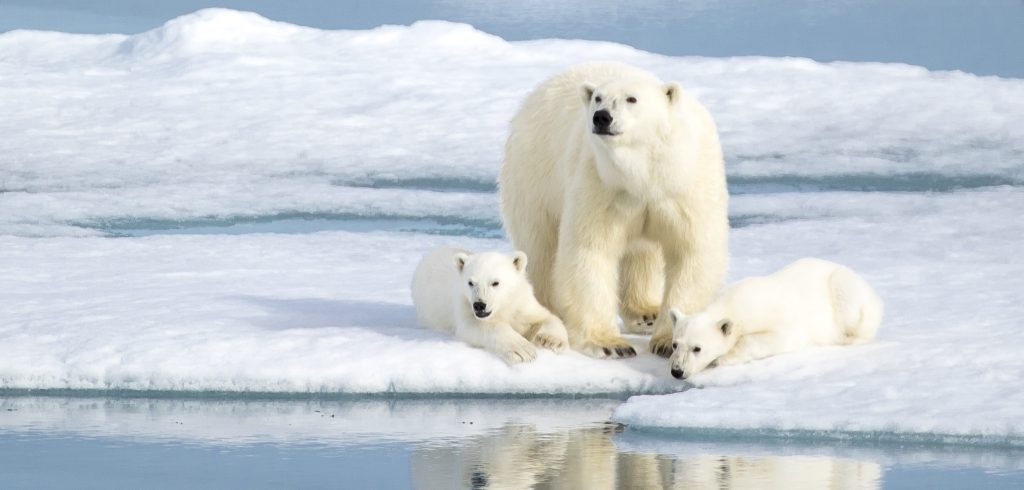 A,Mother,Bear,Keeping,An,Eye,As,Her,Two,Cubs