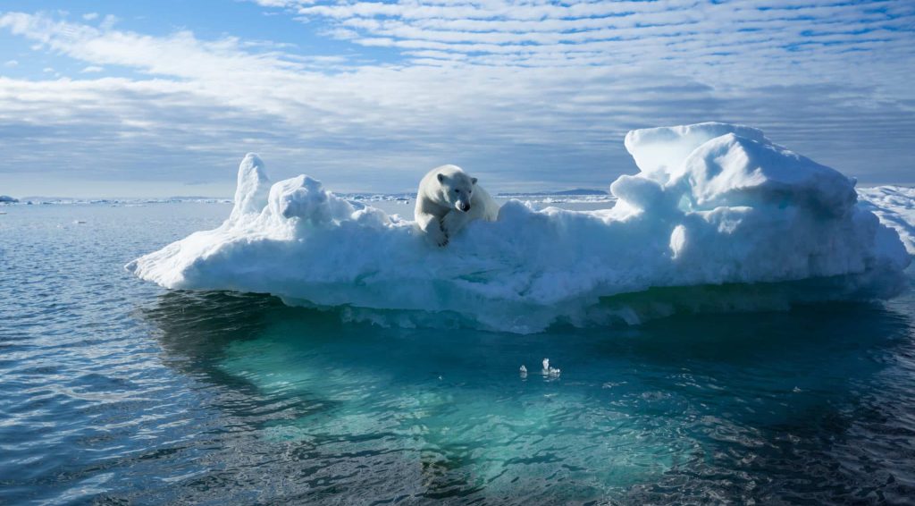 A,Polar,Bear,Sitting,On,The,Edge,Of,An,Ice
