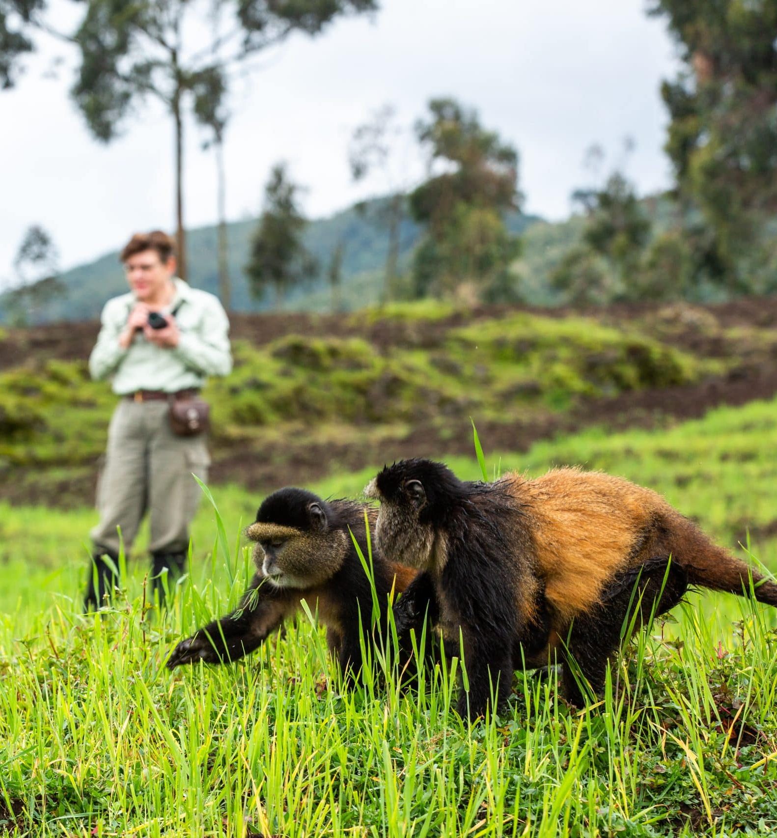 Parc national des Volcans singes dorés Singita Kwitonda Lodge Rwanda